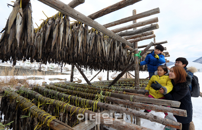 [포토] 황태덕장 체험하는 가족들