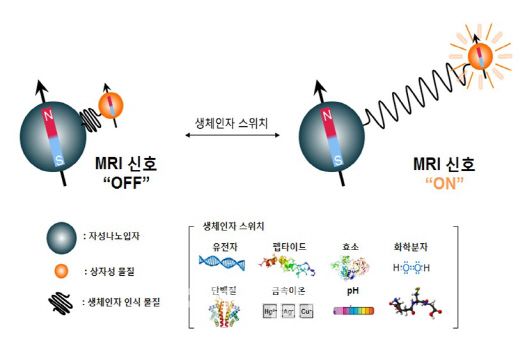 암세포 발견하면 스위치 'ON'..국내 연구진, 나노 MRI 램프 개발