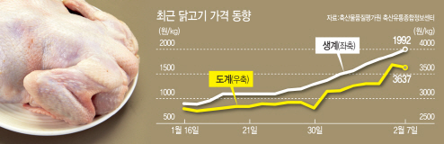 AI 주춤하니···달걀보다 닭고기값이 뛰네