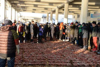  탱글 대게살·후루룩 곰치국…봄맞는 울진 유혹