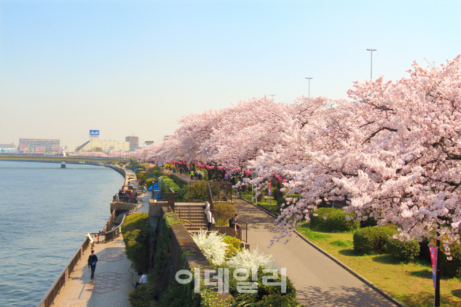 [여행팁] 일본은 이미 봄...도보 철도 추천 日 봄꽃 명소