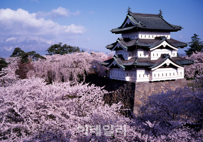 꽃피는 시기 딱 맞춰 가야할 '일본 벚꽃여행지'