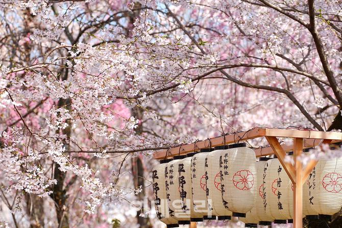 호텔스닷컴, ‘떠오르는 일본 인기 벚꽃 여행지 Top 8’ 발표 &#160;