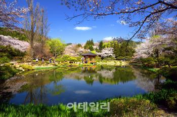 첫 경주벚꽃축제, 오는 31일 개막식…10일간 봄 축제 활짝 피다