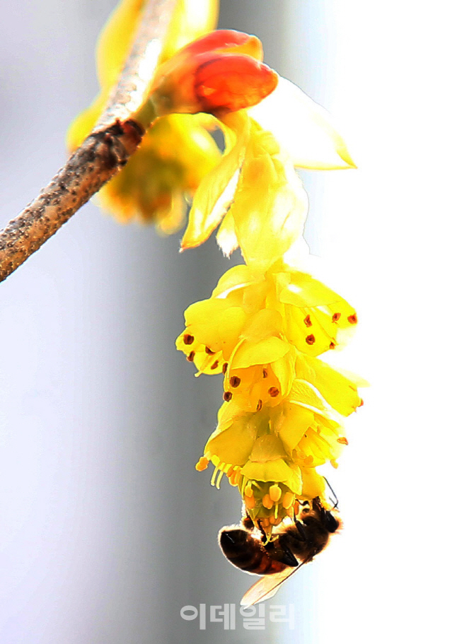 [포토] 히어리 꽃에서 꿀따는 벌