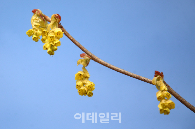 [포토] 지리산 자각 히어리 꽃