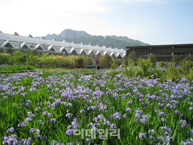 [포토] 봄나들이 좋은 서울 꽃길 - 서울 창포원