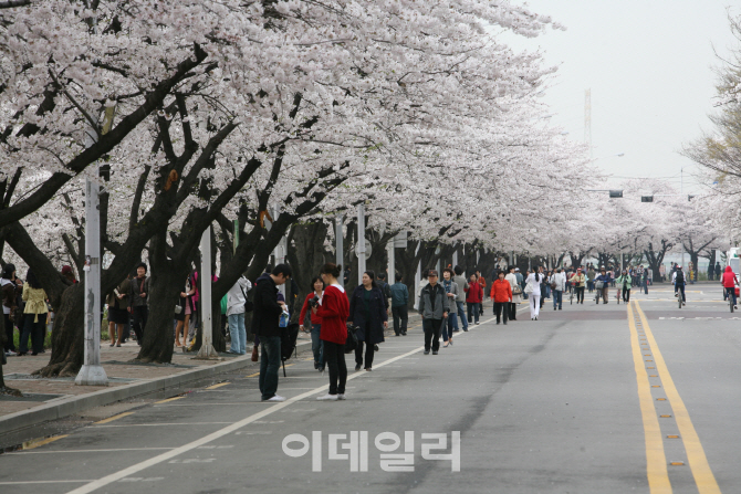 [포토] 봄나들이 좋은 서울 꽃길 - 여의도 벚꽃