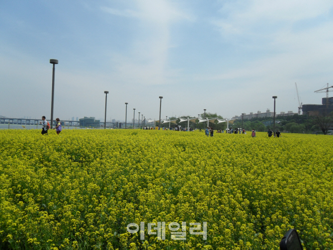 [포토] 봄나들이 좋은 서울 꽃길 - 한강