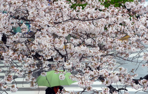 홍문표 “일제잔재 벚꽃축제 폐지하고 봄꽃축제로 불러야”