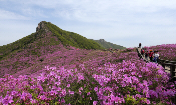 [4월 가볼만한 축제④] 황매산 자락에 펼쳐진 분홍 물결