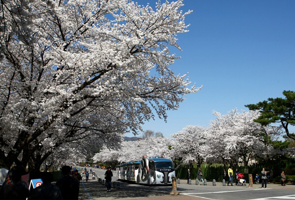 “벚꽃 보러 서울랜드로 오세요”…오는 16일까지 `벚꽃축제` 개최