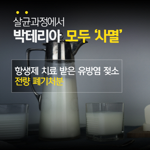 유방염에 항생제 치료받은 젖소 원유 `폐기 처분`…시중에 유통 안 돼