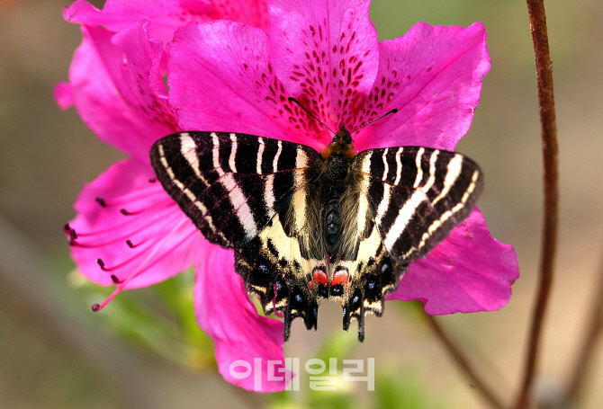 [포토] 봄의 전령, 애호랑나비