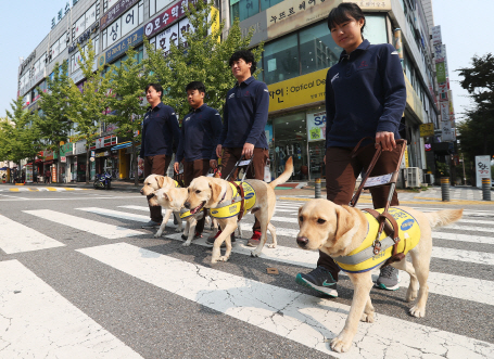 "장애인 안내견 출입 안돼"…정부, 장애인 차별 자치법규 정비