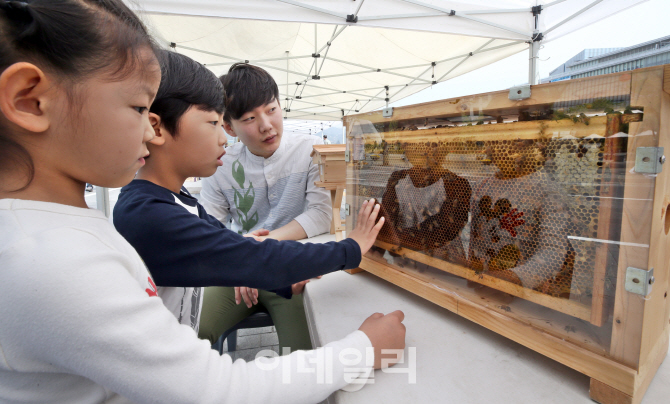 [포토]도시로 날아드는 꿀벌들