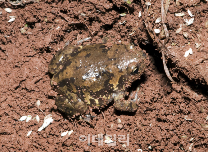 [포토] 멸종위기 2급 야생생물 '맹꽁이'