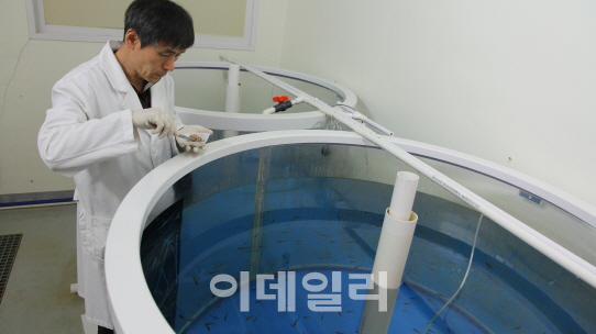 명태 양식 성공 국립수산과학원, 책임운영기관 평가 1위