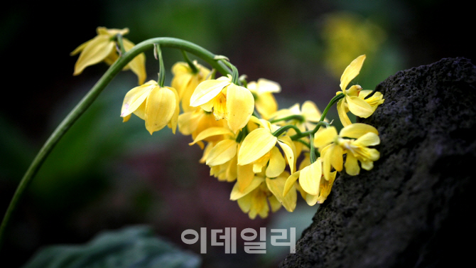 [제주5월⑥] 오월처럼 진한 노란빛의 새우란