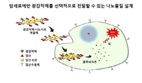 서울대연구팀, 암세포만 골라 죽이는 기능성 물질 개발