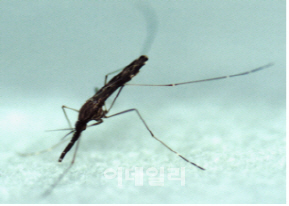 지난해 말라리아 환자 673명…DMZ 인근 ‘말라리아 주의보’