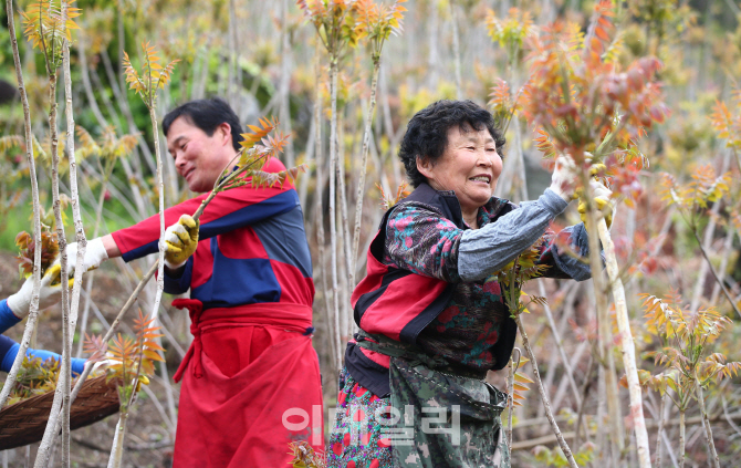 [포토]'참옻나무에 자란 봄나물 옻순'