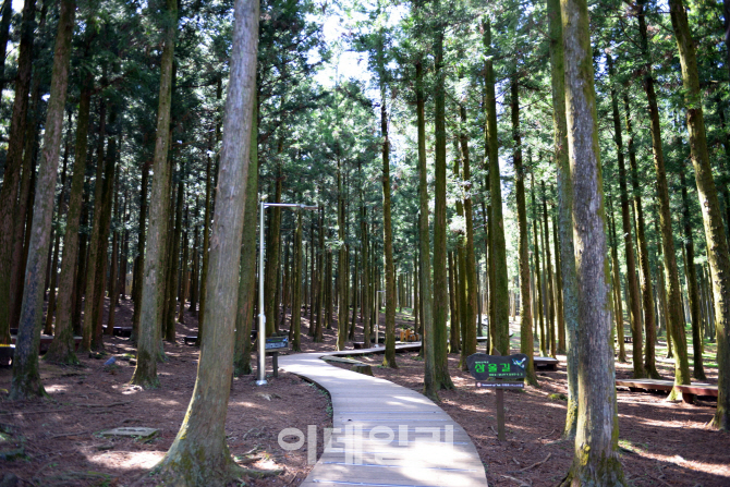 [아이와 걷기좋은길⑤] 맨발로 걸어도 부담없는 '장생의숲길'