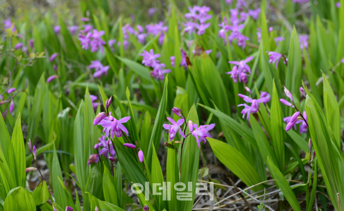 [포토] 무인도에서 발견된 '자란' 군락지