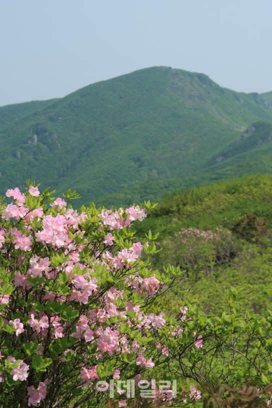 봄의 절정서 즐기는 소백산 철쭉