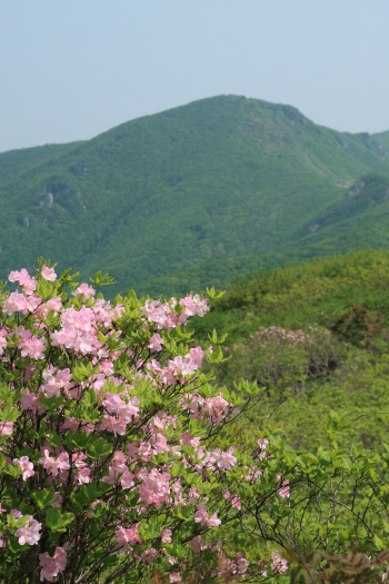 봄의 절정서 즐기는 소백산 철쭉