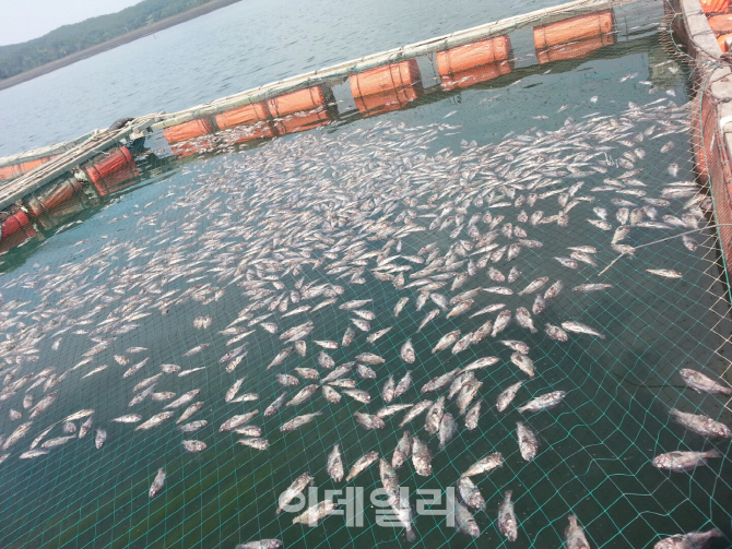 계속된 가뭄에 폭염까지 서해안 어민들 '이중고'