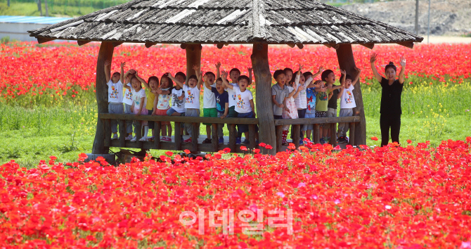 [포토]'꽃양귀비밭 찾은 어린이들'