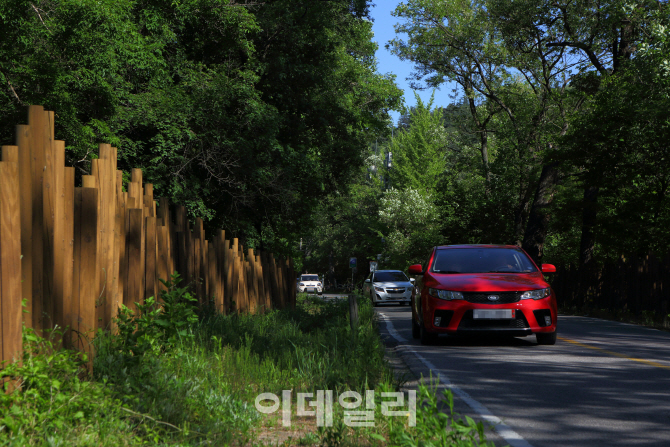 [주말드라이브③] 광활한 원시림 속으로 ‘포천 국립수목원로’