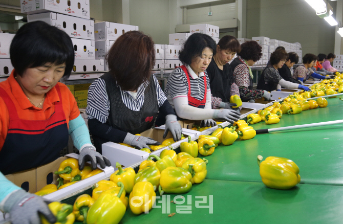 [포토] 남원 대표 농산물 -수출효자 파프리카