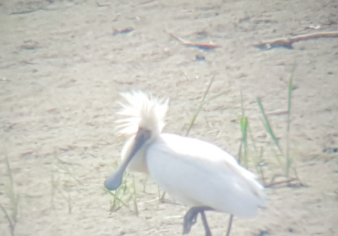 멸종위기 저어새, 의왕 왕송호수서 발견