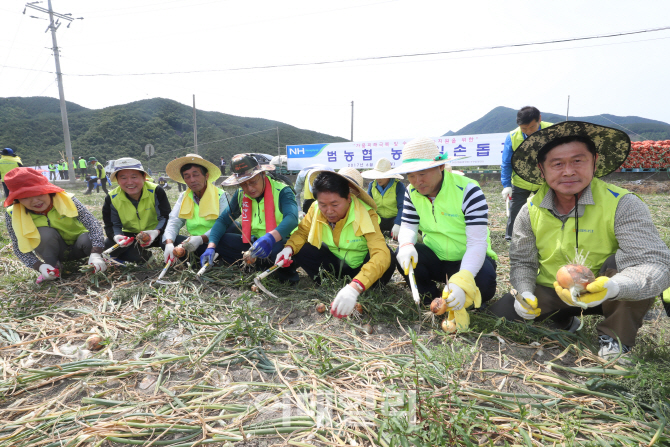 농협, 경남 함양 양파농가서 농촌 일손돕기 펼쳐