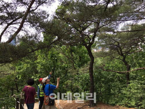 용산·성동·중구 소나무류 반출금지구역 해제