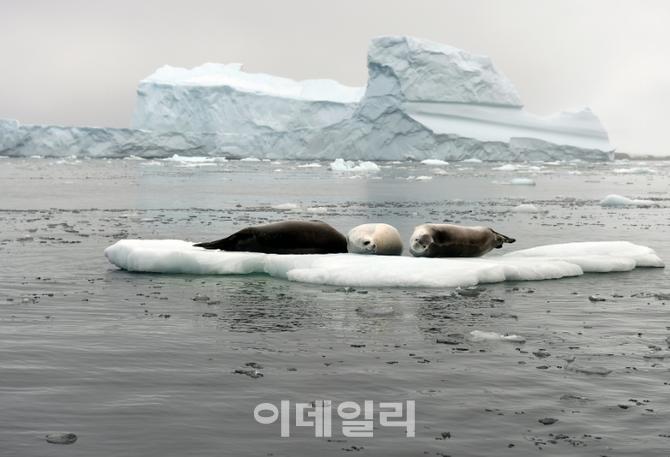 남극 찾는 中 부호들 급증.."유럽은 재미없다"