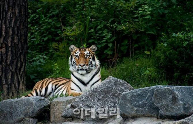 서울대공원, 국립백두대간수목원에 시베리아호랑이 3마리 기증