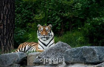 서울대공원, 국립백두대간수목원에 시베리아호랑이 3마리 기증