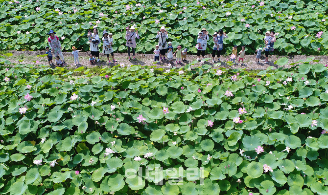 [포토]'연꽃이 활짝 피었어요'