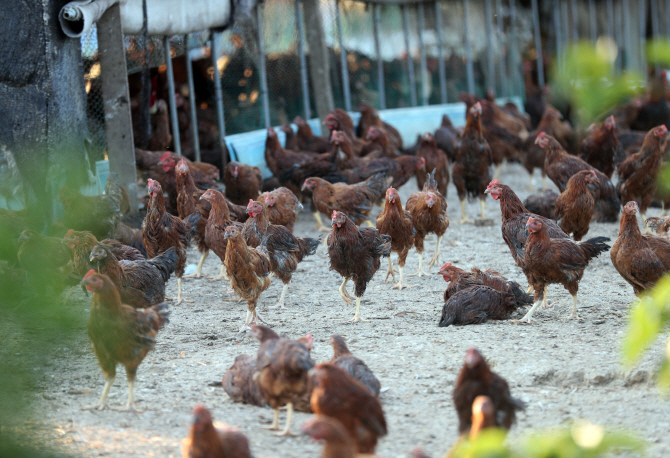 내일부터 살아있는 닭 유통 제한적 허용