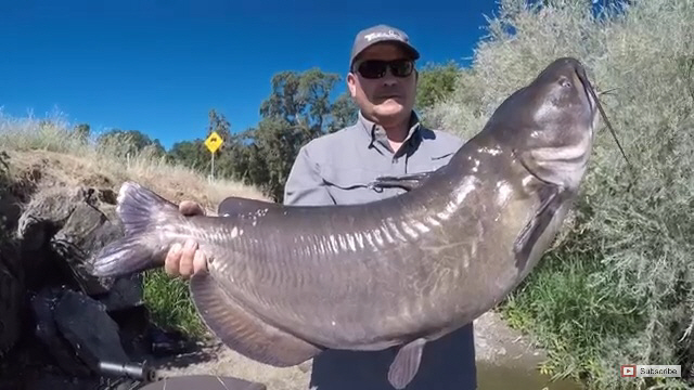 [영상]美 호수서 13kg `몬스터 메기` 잡혀…방류하려 했지만 결국은?