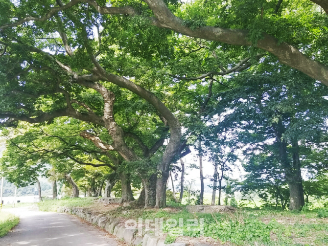 산림청, 올해 전통 마을숲 26개소 복원한다