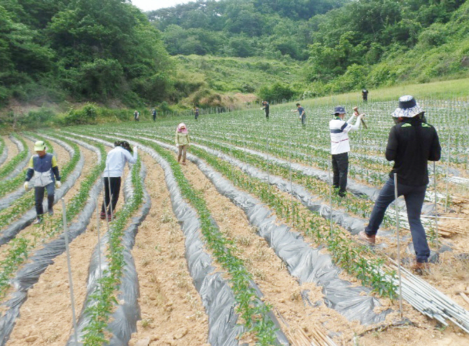 청양고추 가격 급등세 언제까지.."시장 반입량 감소中"