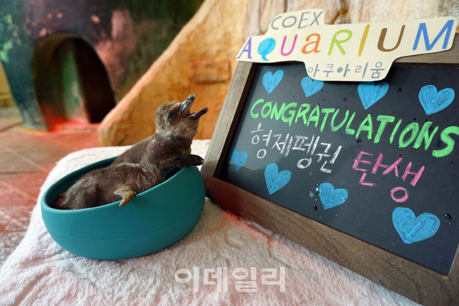 [포토] 훔볼트 펭귄 형제 탄생