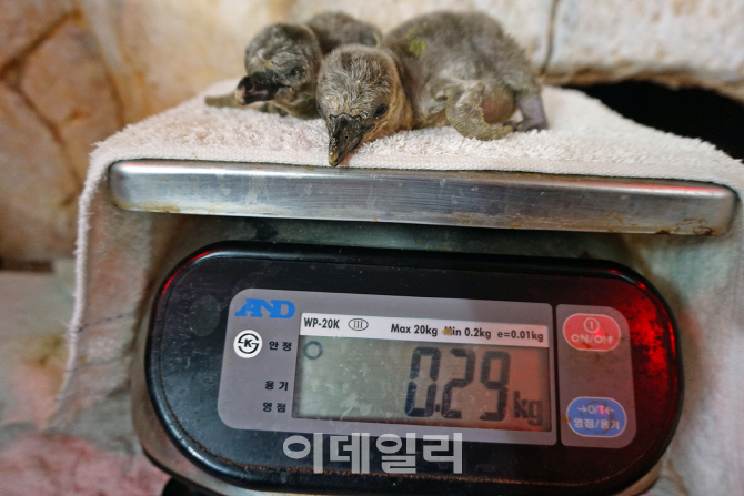 [포토] 둘이 합쳐 290g -훔볼트 펭귄 형제 탄생