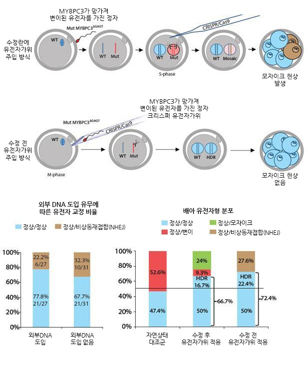 "인간 돌연변이 유전자, 배아에서 교정 성공"..유전병 치료 '새 길'