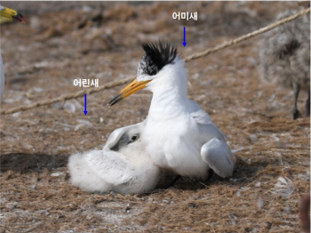 멸종위기종 ‘뿔제비갈매기’ 올해도 한반도 찾아와..1쌍 번식 성공