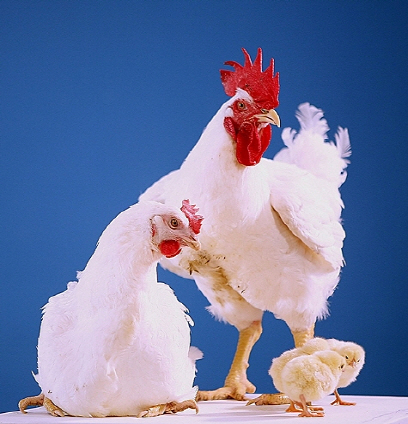  치킨용 '육계', 살충제 계란 산란계와는 무관